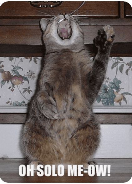 a cat yawning