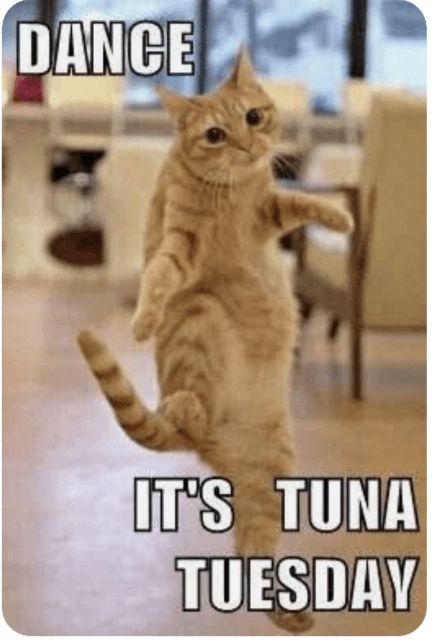 a cat meme about tuna Tuesday