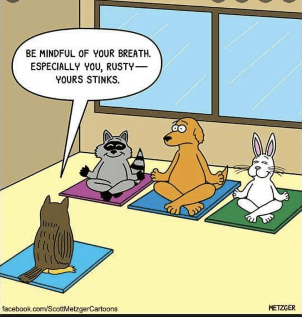 animals doing yoga