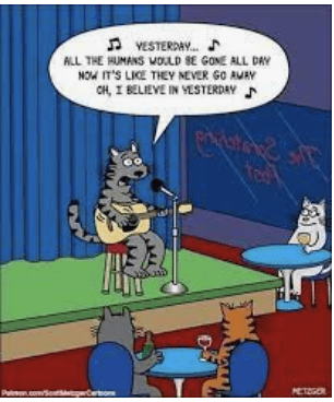a comic excerpt of a cat performing in front of other cats